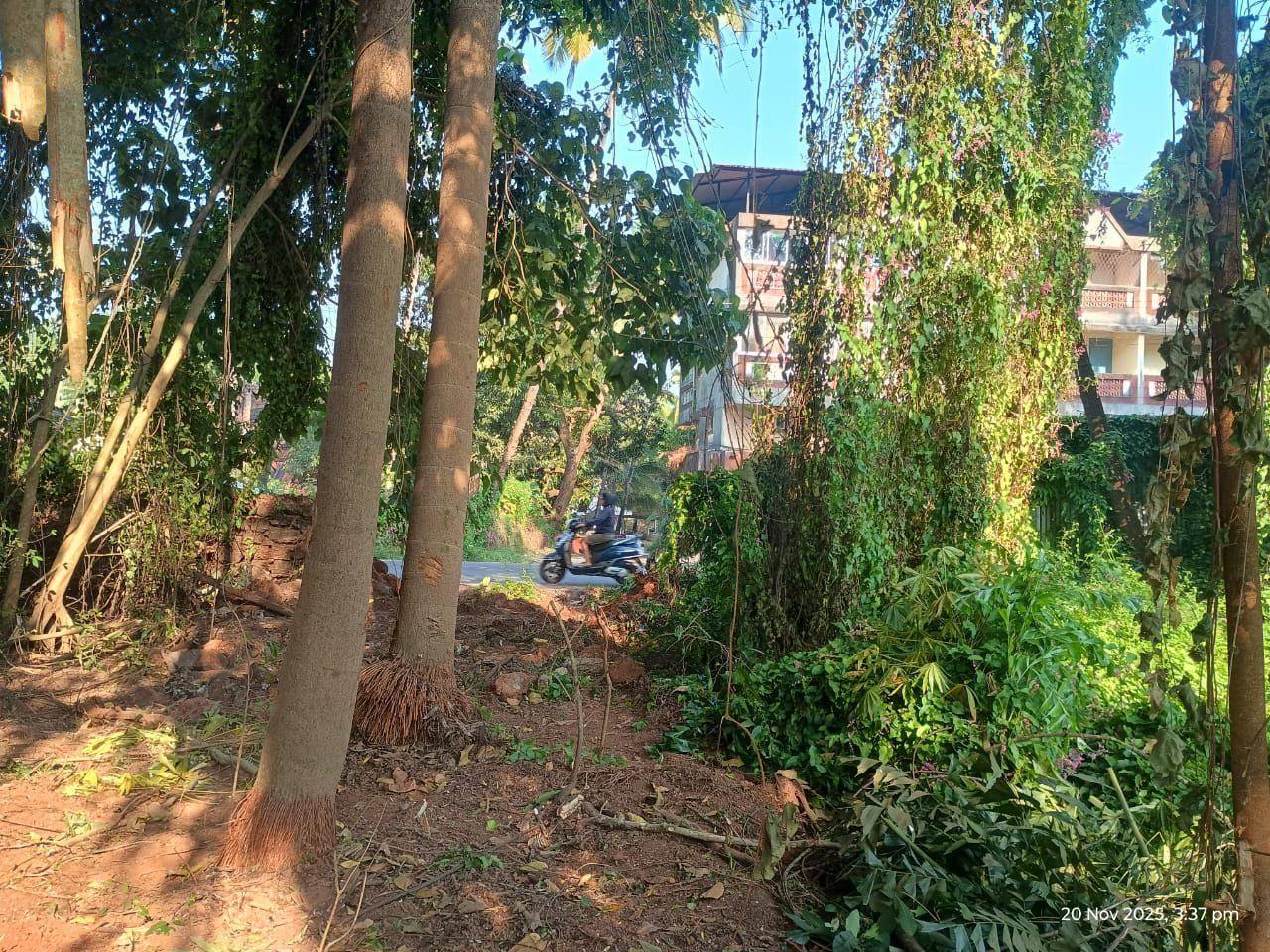 Felled trees and cleared ground on private land at Cansaulim